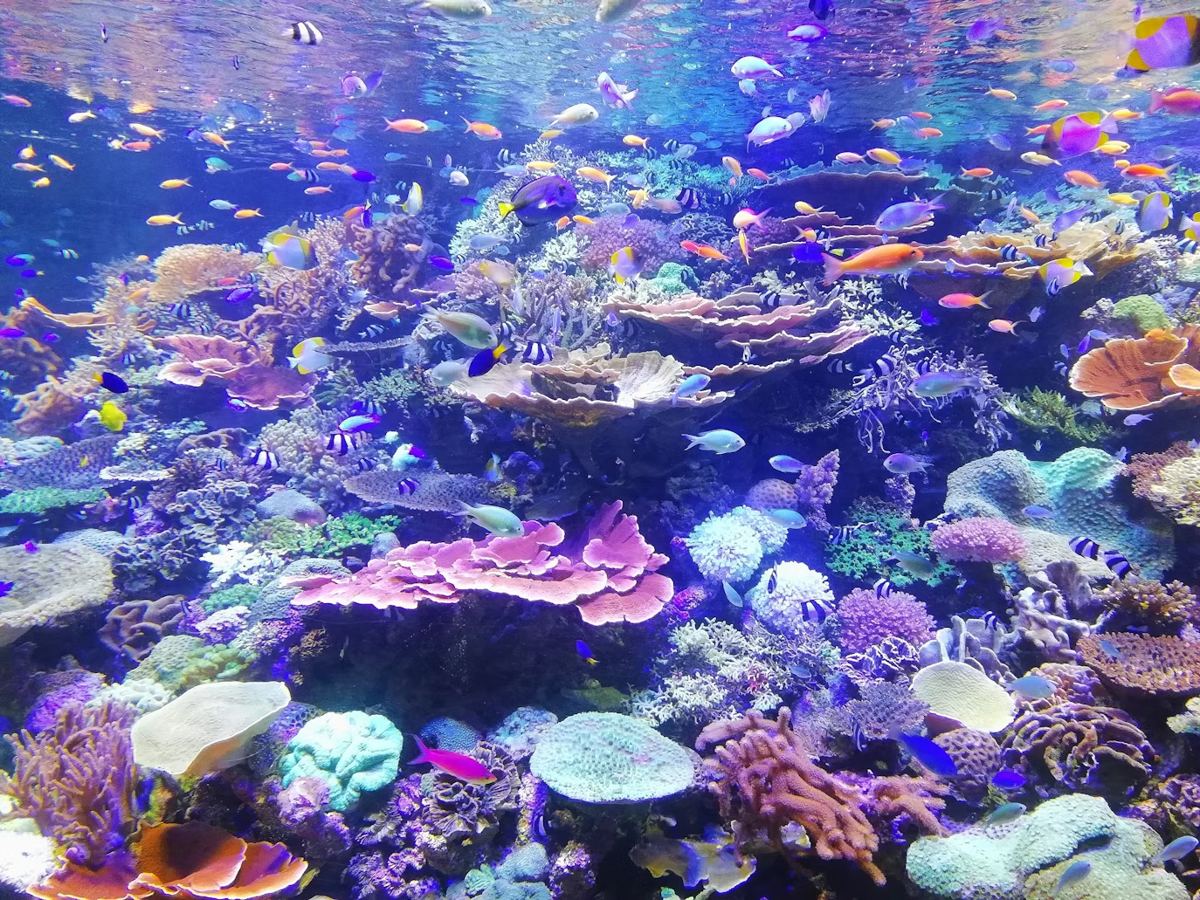 カラフルなサンゴ礁水槽